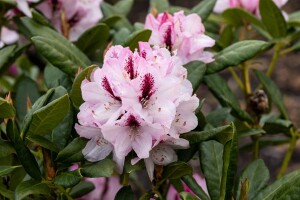 Rhododendron Hybride Herbstfreude Gr 3 C 5 30-40