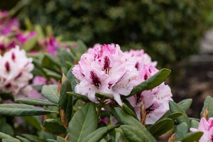 Rhododendron Hybride Herbstfreude Gr 3 C 5 30-40
