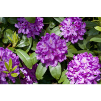 Rhododendron Hybride Markgraf Gr 3 C 5 30-40
