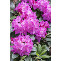 Rhododendron Hybride Omega Gr 3 C 5 30-40