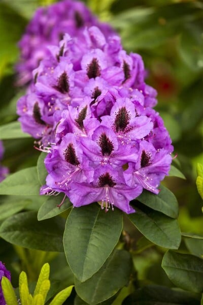 Rhododendron Hybride Orakel Gr 3 C 5 30-40