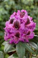 Rhododendron Hybride Orakel Gr 3 C 5 30-40