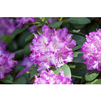 Rhododendron Hybride Quinte Gr. 3 C 5 30-40