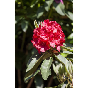 Rhododendron Hybride Roter Korsar -S- Gr 3 C 5 30-40