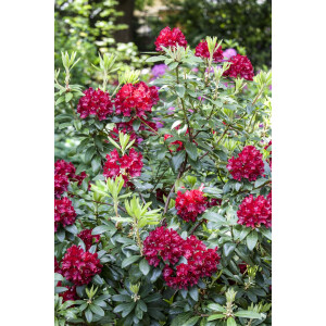 Rhododendron Hybride Sammetglut Gr 3 C 5 30-40