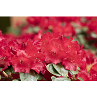 Rhododendron Hybride Tromba williams. Gr 3 C 5 30-40