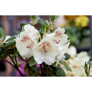 Rhododendron Hybride Viscy Gr 3 C 5 30-40