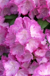 Rhododendron yakushimanum Polaris C 5 30-40