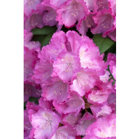 Rhododendron yakushimanum Polaris C 5 30-40