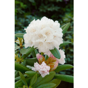 Rhododendron yakushimanum Schneekissen C 5 30-40