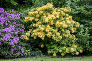 Rhododendron luteum Goldpracht C 5 40-50