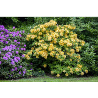 Rhododendron luteum Goldpracht C 5 40-50