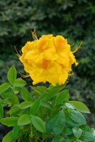 Rhododendron luteum Goldpracht C 5 40-50