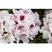 Rhododendron Hybride Graffito -R- Gr 3 C 5 30-40
