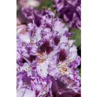Rhododendron Hybride Pfauenauge -R- Gr 3 C 5 30-40