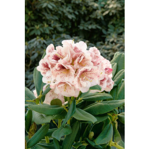 Rhododendron Hybride Prinses Maxima-S- Gr 3 C 5 30-40