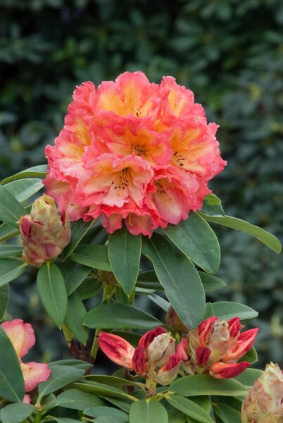 Rhododendron Hybride Sun Fire Gr 3 -S- C 5 30-40