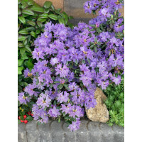 Rhododendron impeditum Blue Wonder mB 40- 50
