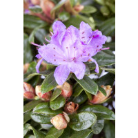 Rhododendron impeditum Moerheim C 5 40- 50