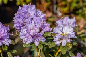 Rhododendron impeditum Ramapo mB 40- 50