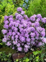 Rhododendron impeditum Ramapo mB 40- 50