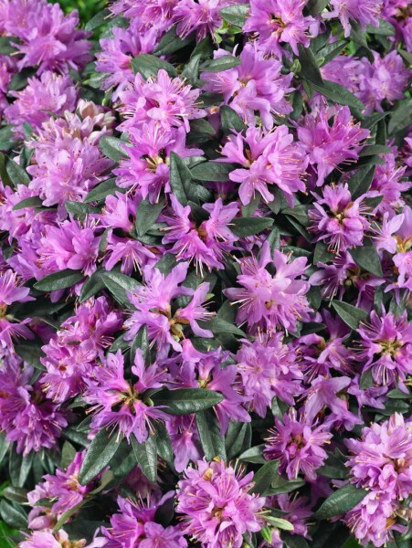 Rhododendron russatum Azurwolke mB 40- 50