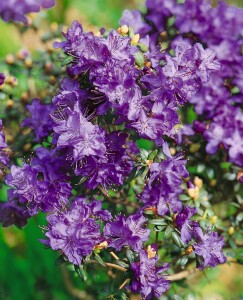 Rhododendron russatum Azurwolke mB 40- 50