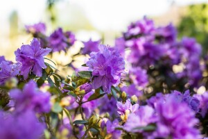 Rhododendron russatum Azurwolke mB 40- 50