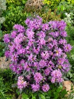 Rhododendron russatum Azurwolke mB 40- 50