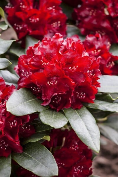 Rhododendron Hybride Cherry Kiss -R- EU -S- Gr 3 C 5 30-40