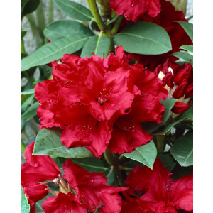Rhododendron Hybride Cherry Kiss -R- EU -S- Gr 3 C 5 30-40
