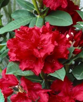 Rhododendron Hybride Cherry Kiss -R- EU -S- Gr 3 C 5 30-40