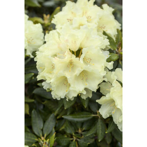 Rhododendron Hybride Goldkrone -S- Gr 3 C 5 30-40