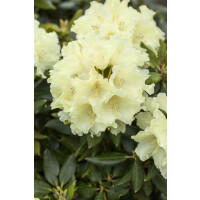 Rhododendron Hybride Goldkrone -S- Gr 3 C 5 30-40