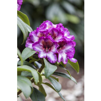 Rhododendron Hybride Hans Hachmann -R- EU -S- Gr 3 C 5 30-40