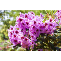 Rhododendron Hybride Kabarett -R- Gr 3 C 5 30-40