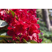 Rhododendron Hybride Rabatz -R- Gr 3 C 5 30-40