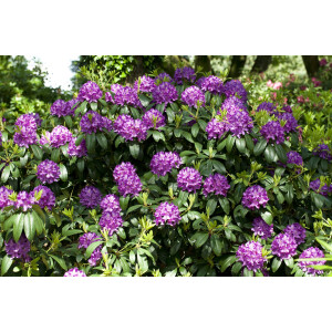 Rhododendron-Hybride Catawbiense Grandiflorum mB 40- 50