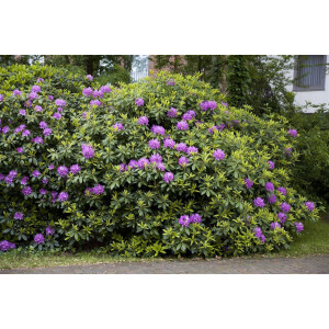 Rhododendron-Hybride Catawbiense Grandiflorum mB 40- 50