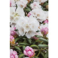 Rhododendron yakushimanum Koichiro Wada C 7 30-40