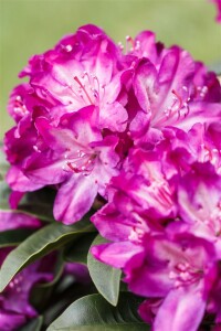 Rhododendron Hybride Anatevka C 7,5 40-50