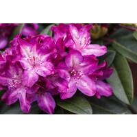 Rhododendron Hybride Anatevka C 7,5 40-50