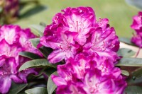 Rhododendron Hybride Anatevka C 7,5 40-50