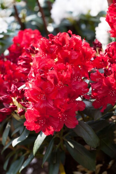 Rhododendron Hybride Erato  -R- C 7,5 40-50