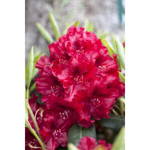 Rhododendron Hybride Erato  -R- C 7,5 40-50