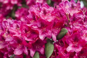 Rhododendron Hybride Erato  -R- C 7,5 40-50