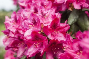 Rhododendron Hybride Erato  -R- C 7,5 40-50