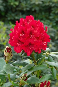 Rhododendron Hybride Erato  -R- C 7,5 40-50