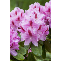 Rhododendron Hybride Furnivalls Daughter C 7,5 40-50
