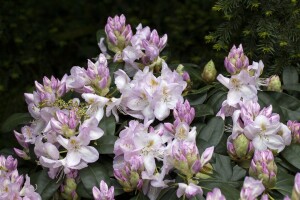 Rhododendron Hybride Gomer Waterer C 7,5 40-50